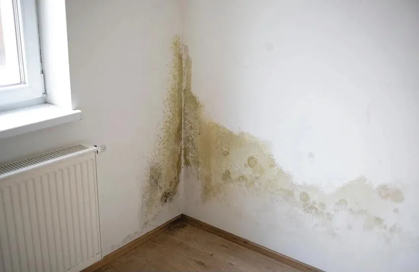 Mould in a wall corner