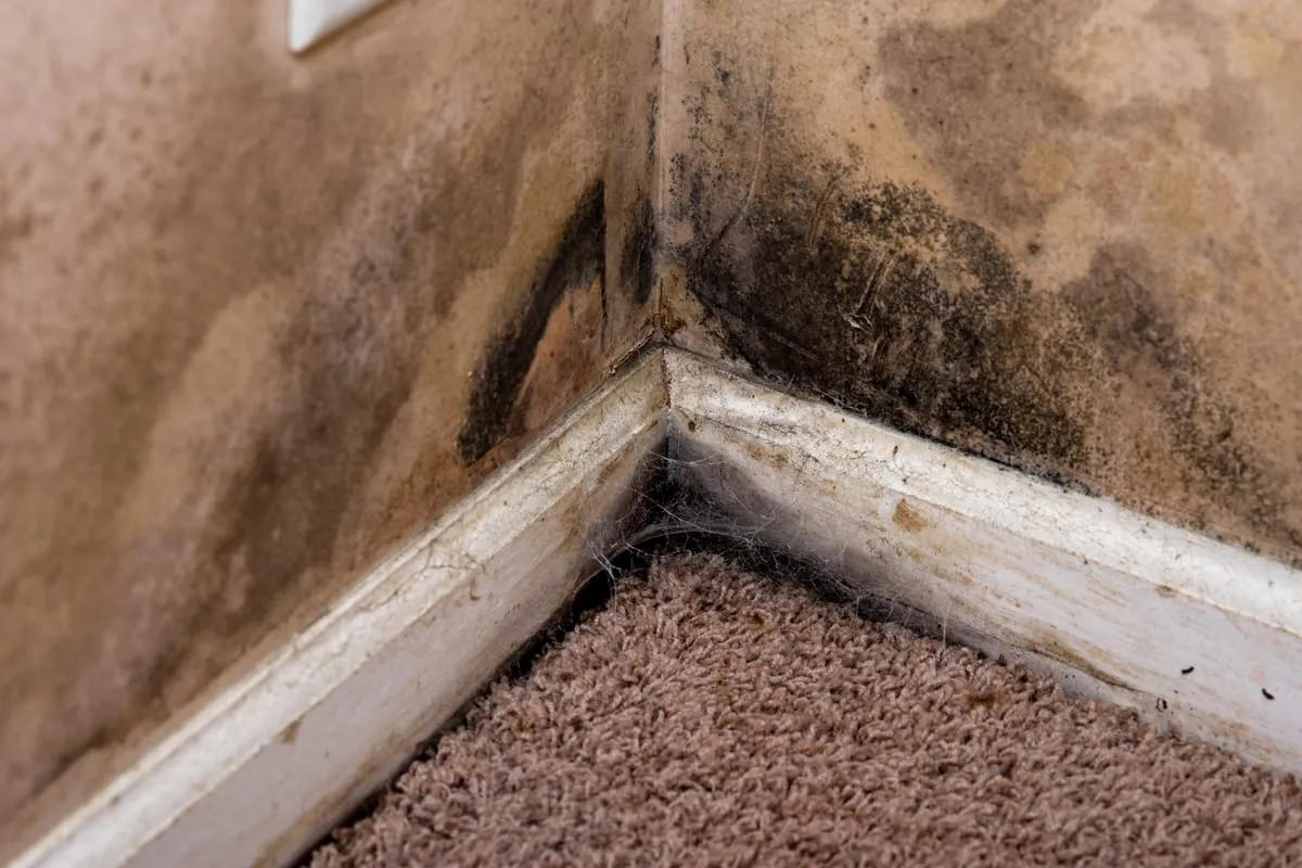 Damp and mould spreading across an internal wall and corner