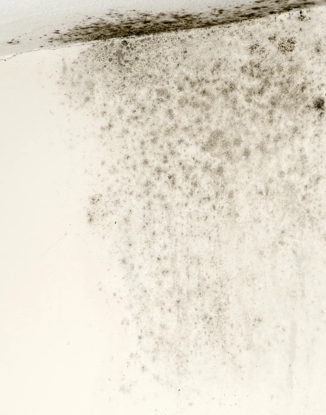 Damp and black mould in an internal wall corner