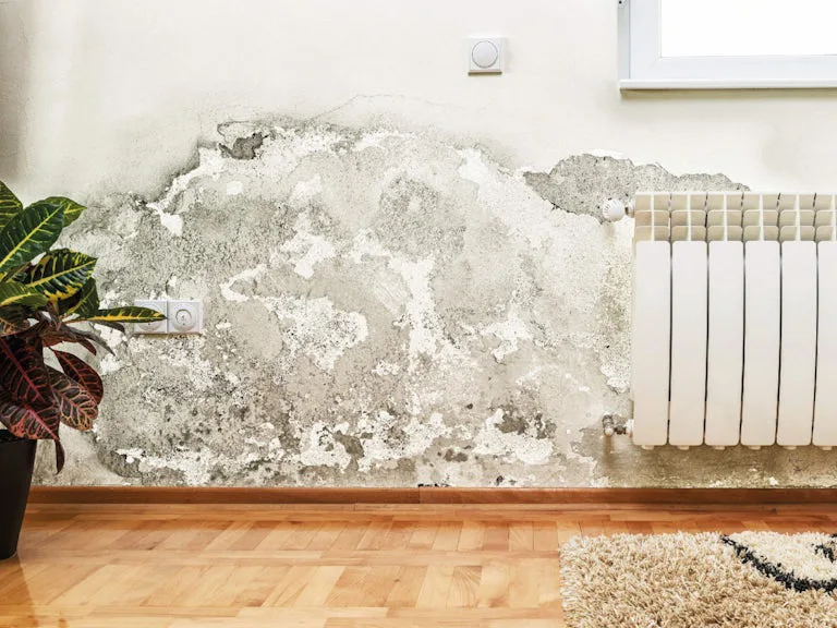 Mould Removal in Basingstoke